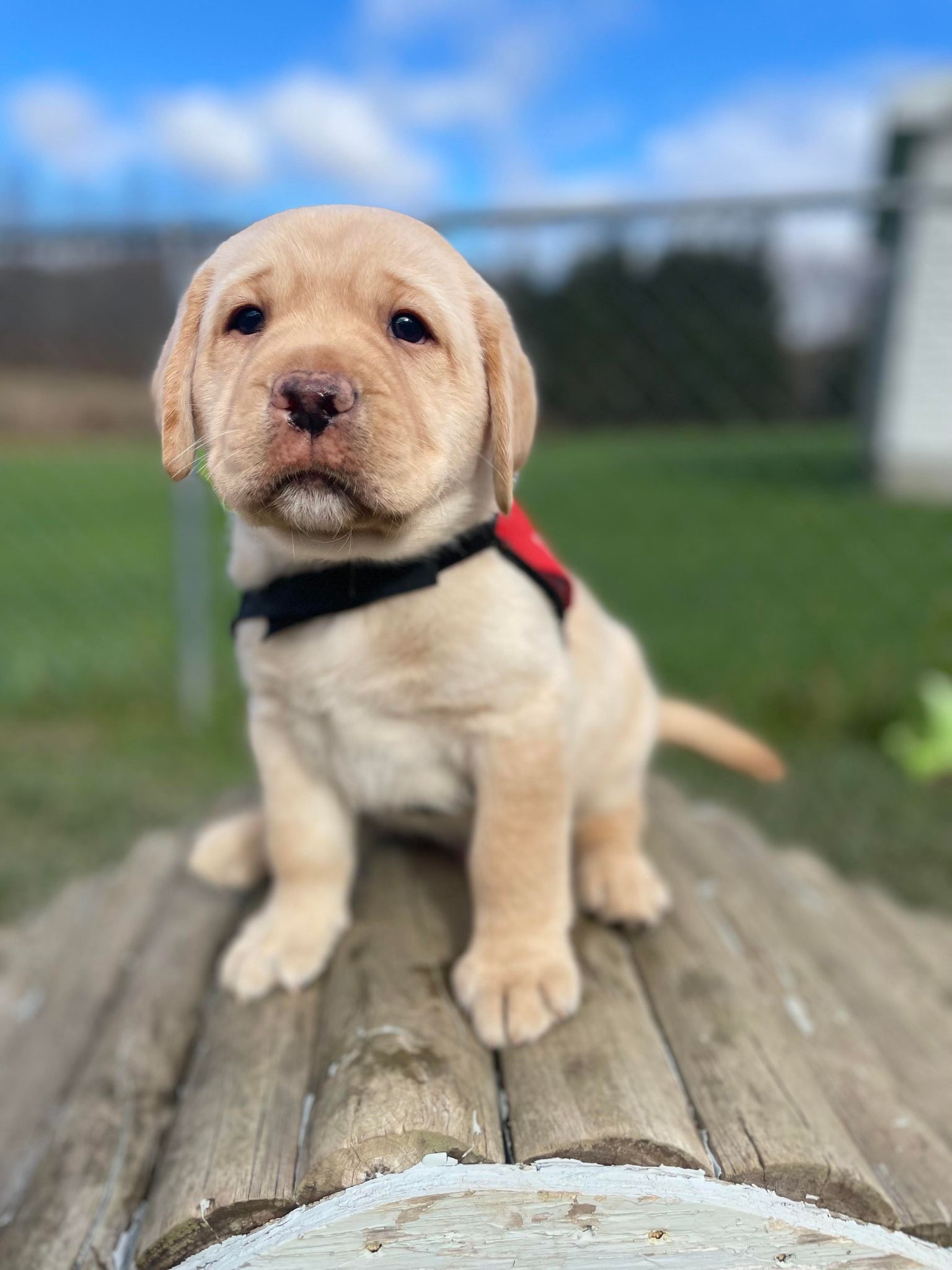 Our M Litter is 6 weeks old! These 5... - Freedom Guide Dogs