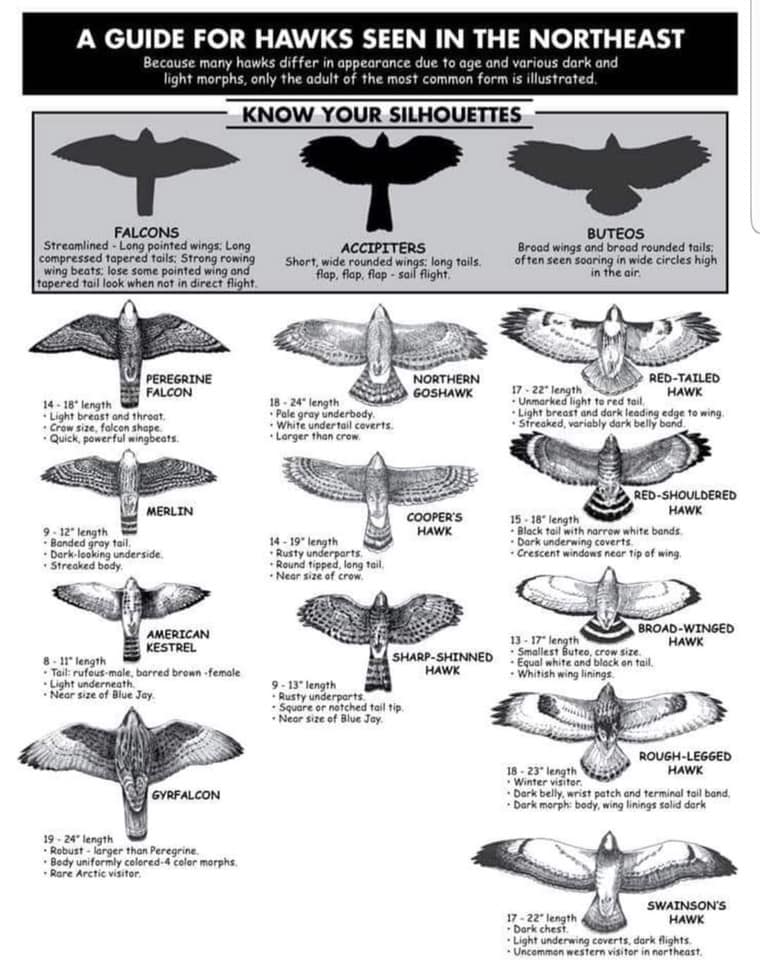 Miami County Park District - Here is a great guide to identifying ...