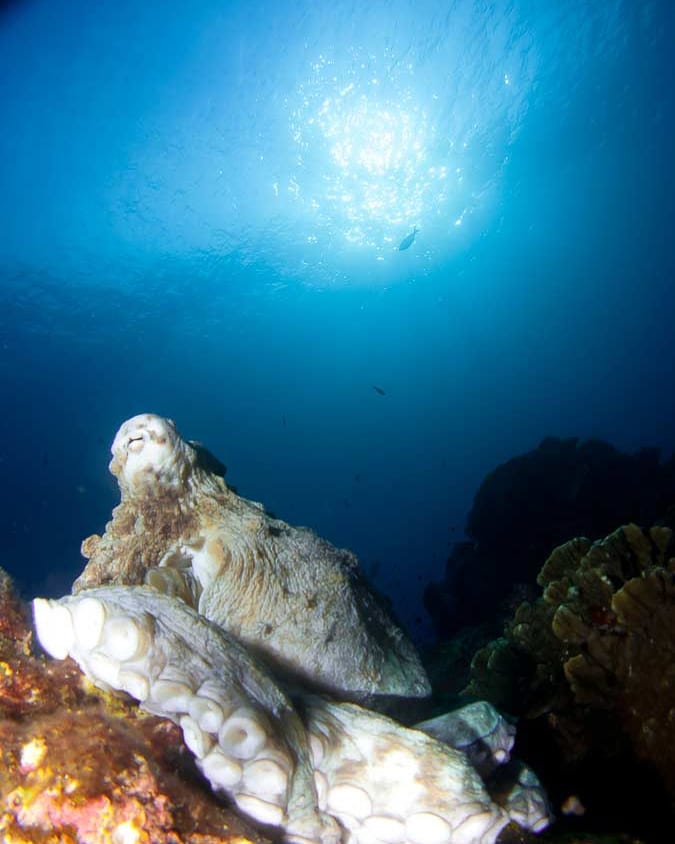 Underwater Asia - The common reef octopus (Octopus vulgaris) may be ...