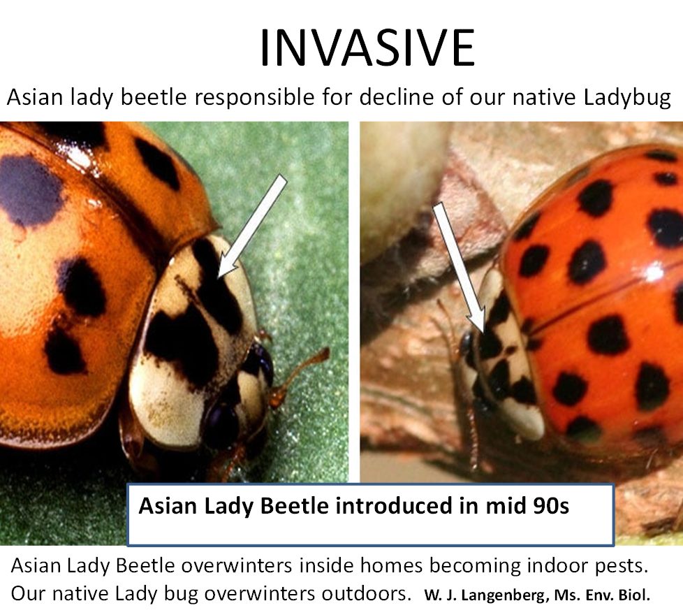 Welcome Place Ladybugs | Facebook