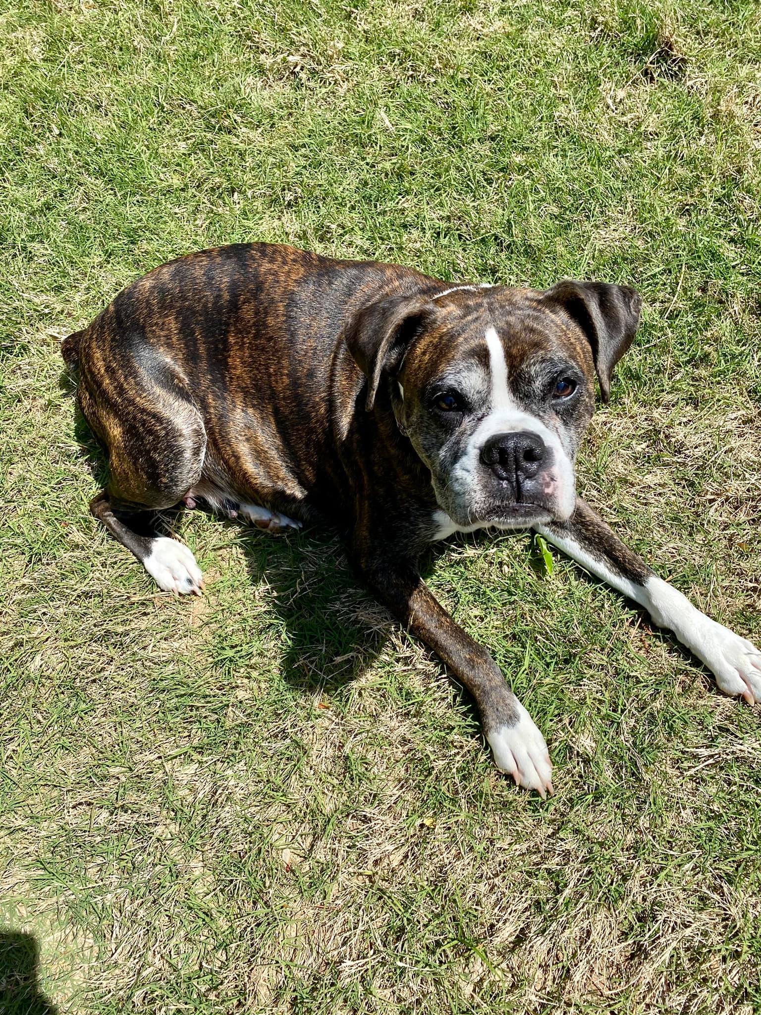 Atlanta Boxer Rescue | Stone Mountain GA