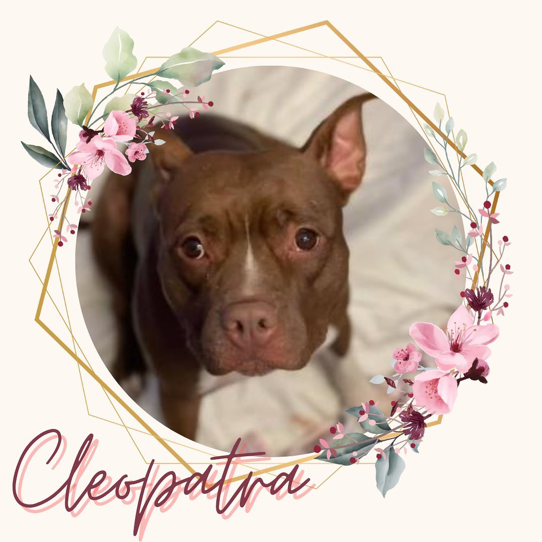 ☎️In... - MaxFund No-Kill Animal Shelter and Adoption Center | Facebook