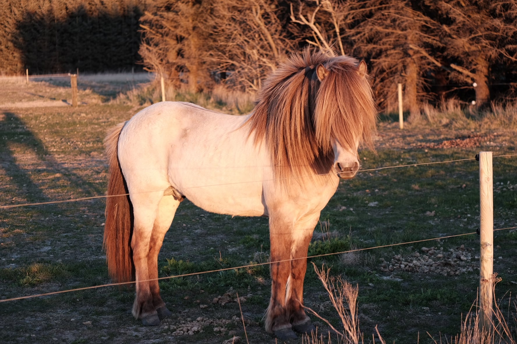 m-ttur-fr-h-lm-hjaleigu-ny-hingst-til-bed-kning-i-danmark-facebook