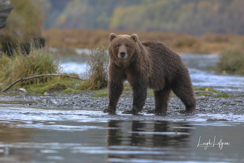 Wild Compass Photographic Adventure Tours