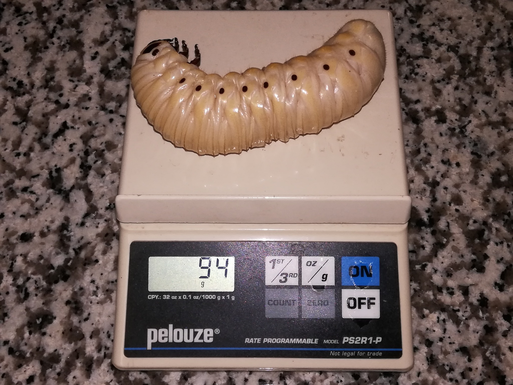 Titanostrombus goliath, mm.300 freak and unique, glossy mouth and
