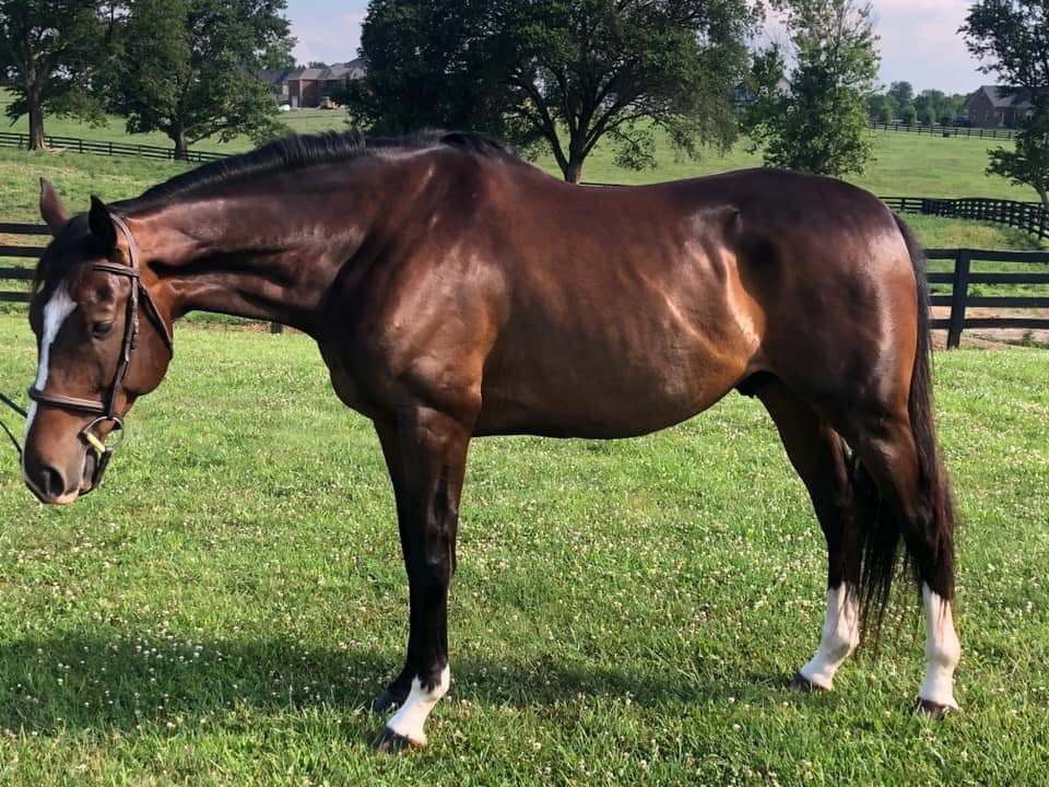 Be sure to welcome new sale prospect... - Black Ridge Farm | Facebook