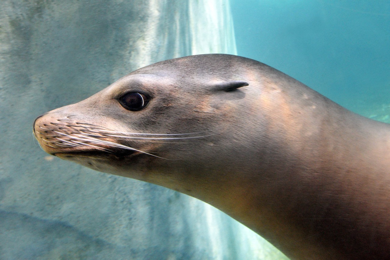 How do you know if you're looking... - Brookfield Zoo Chicago | Facebook