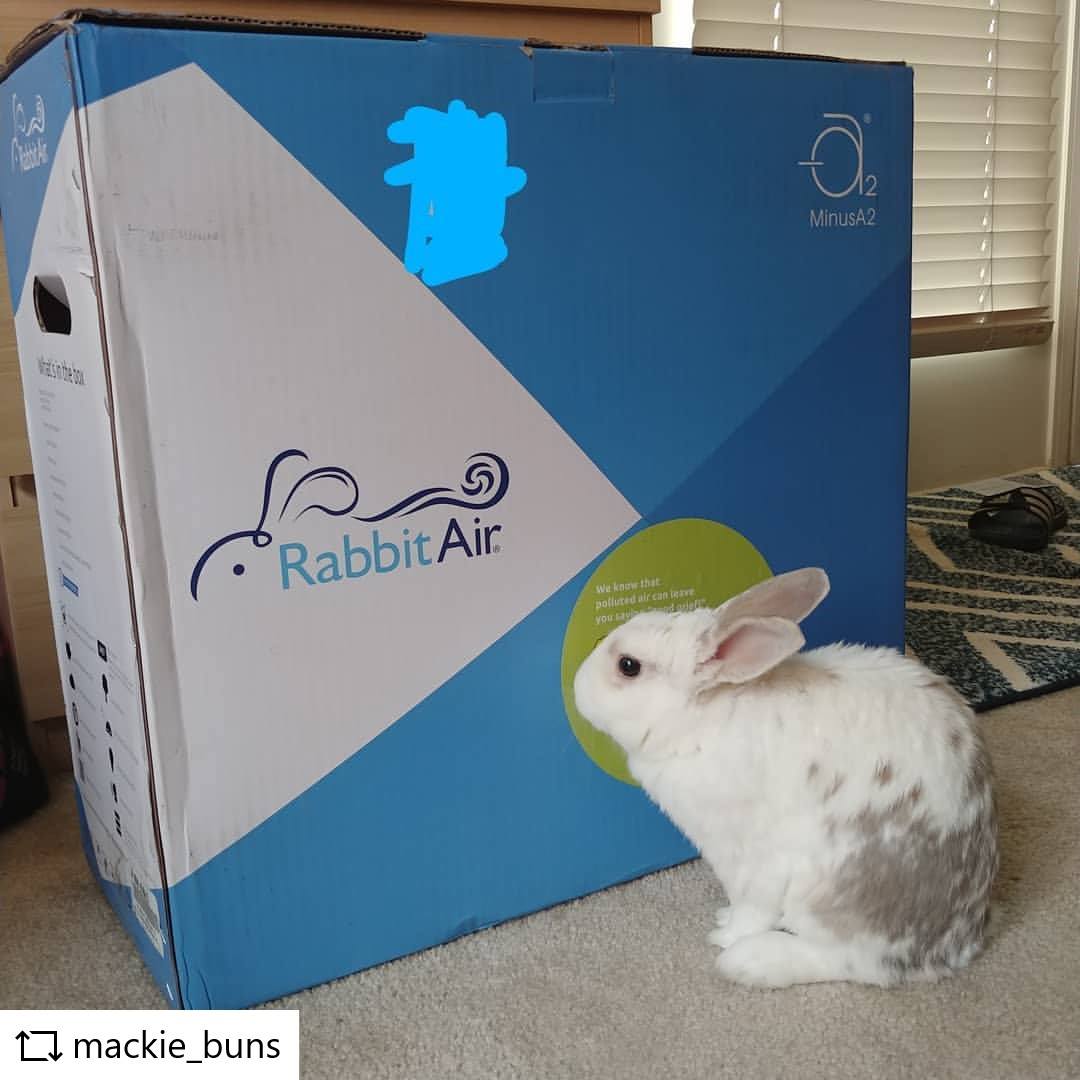 Rabbit Air - That rabbit has no idea it is about to meet it's new best ...