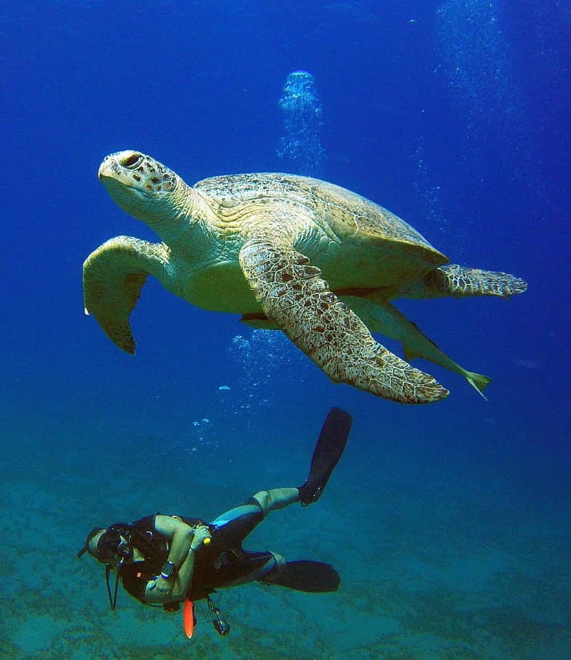 the-egyptian-diving-community-tarek-noaman