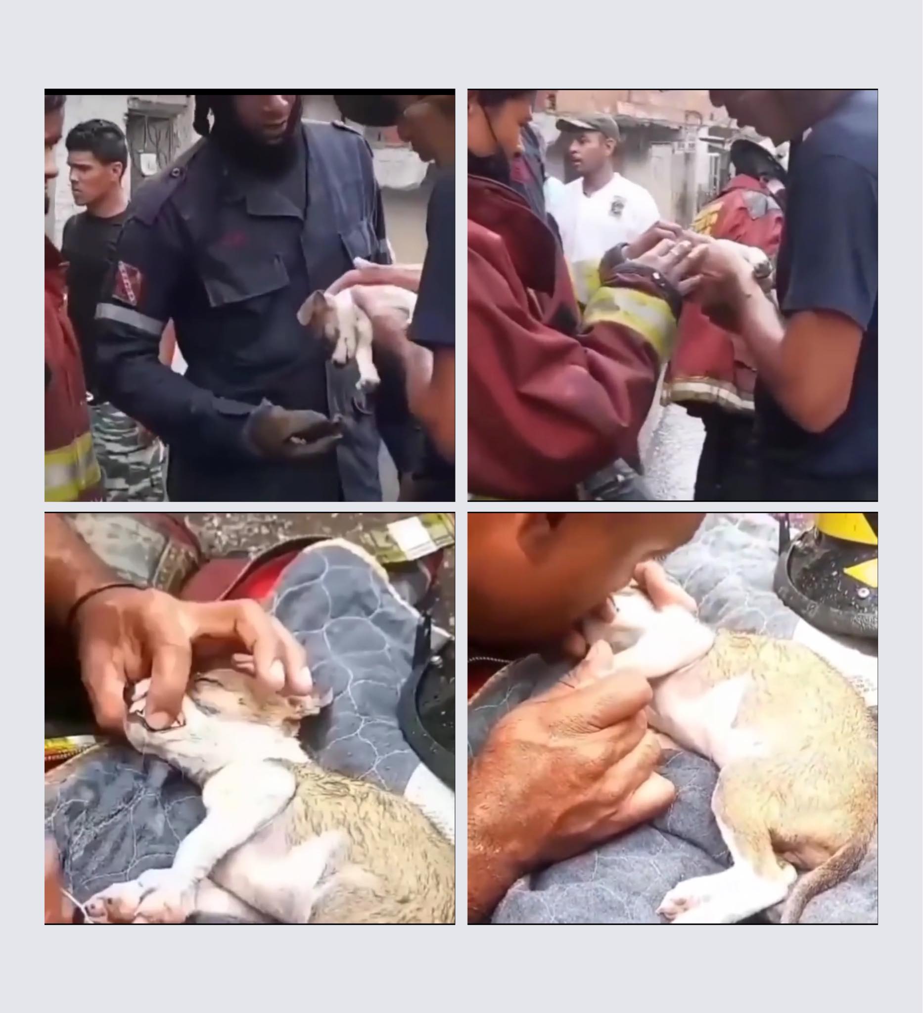 Basic Animal Rescue Training