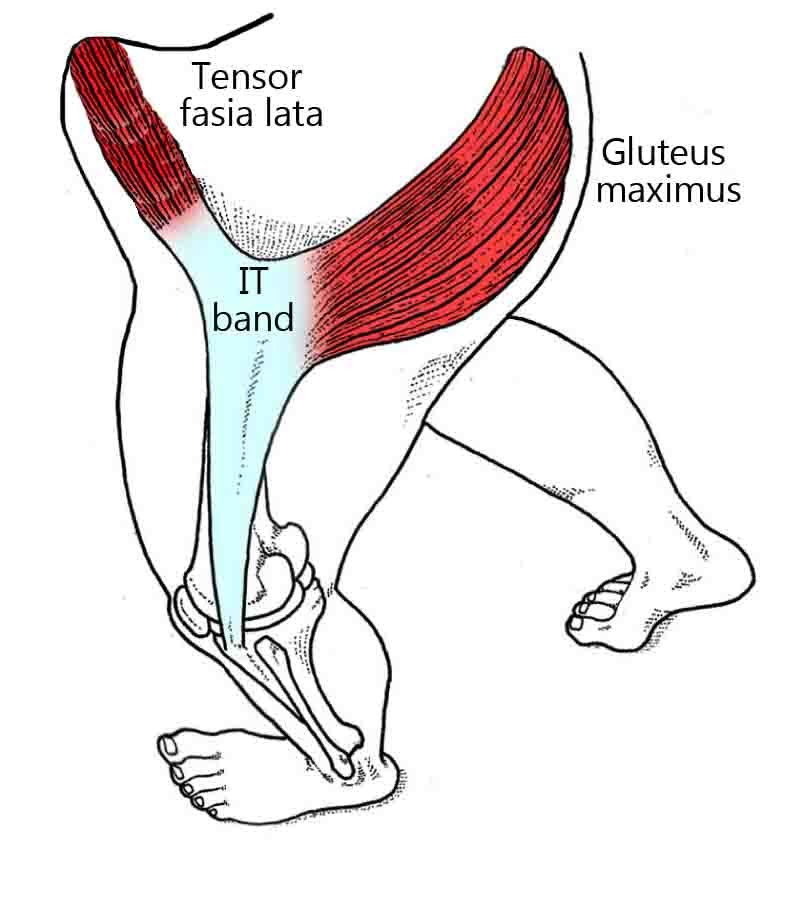 The tensor fascia lata (TFL) is... - NeuroKinetic Therapy | Facebook