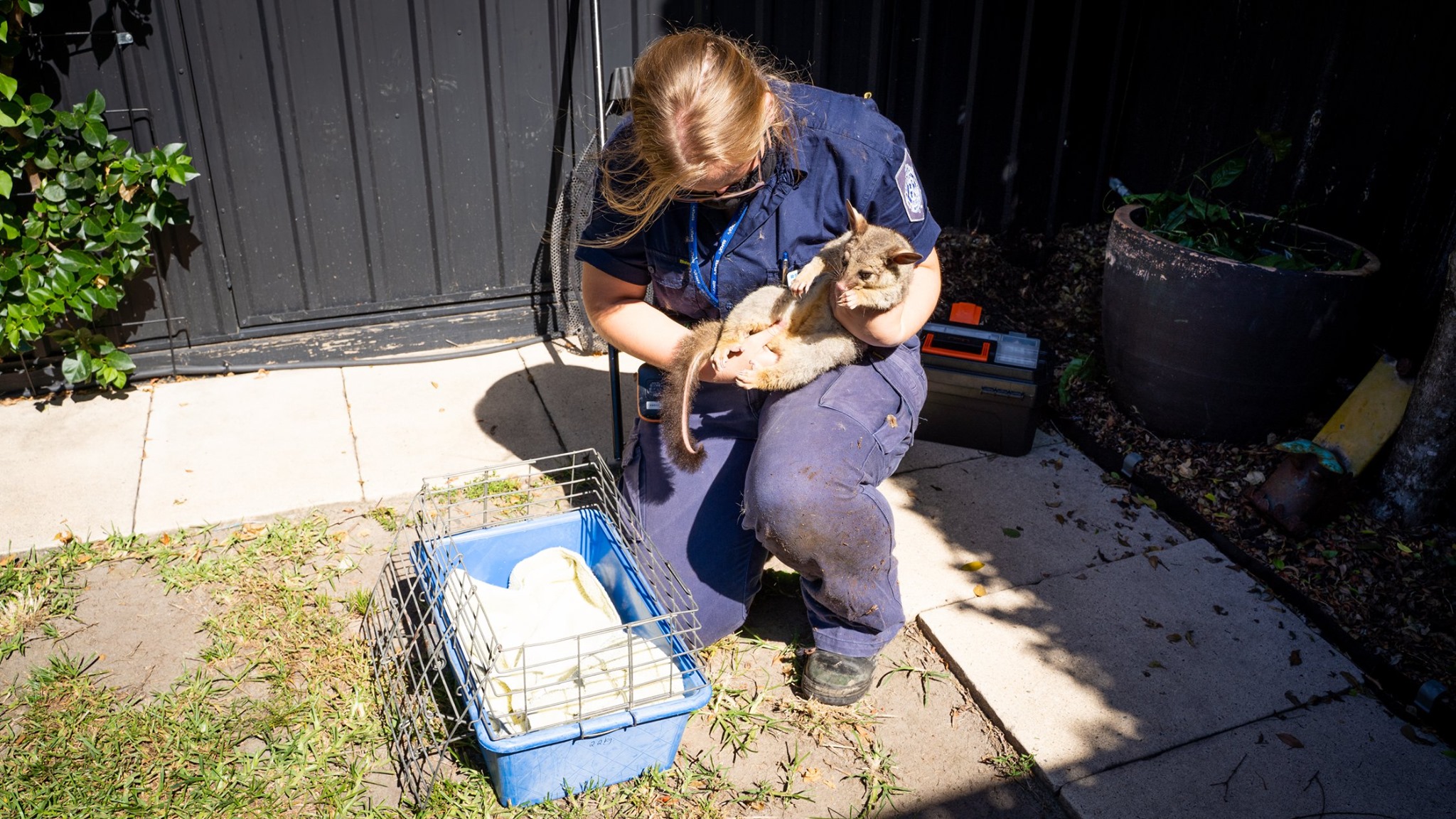 RSPCA QLD - 🚑 RSPCA Animal Ambulance Rescue 🚑 Open drains... | Facebook