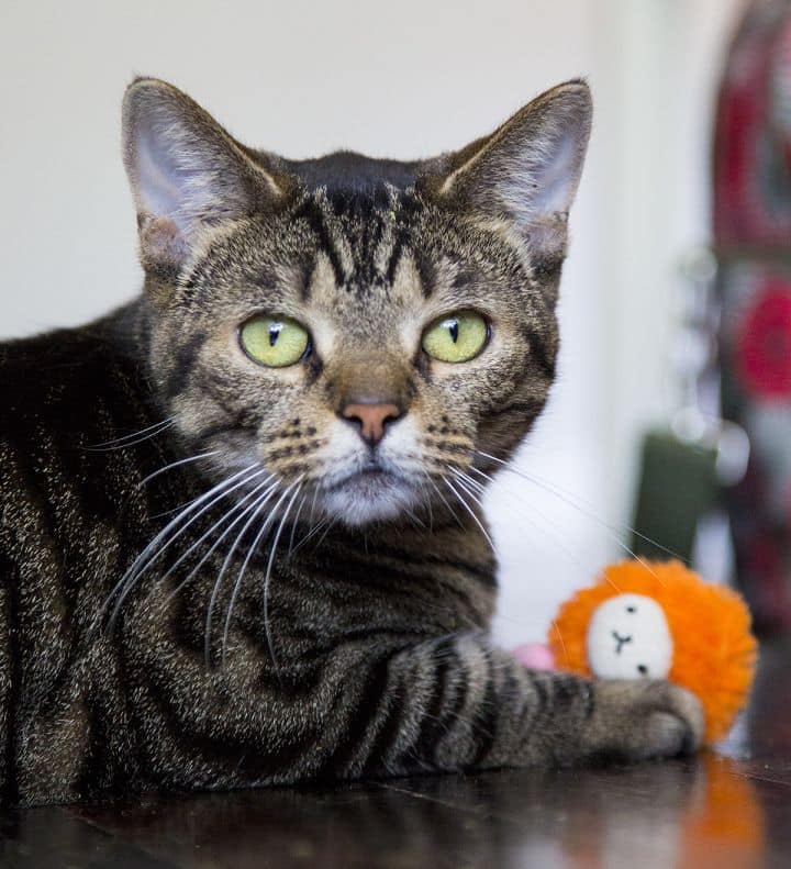 Meet Sawyer! He is a happy go lucky... - Chicago Cat Rescue | Facebook