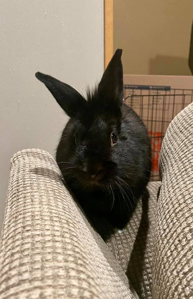 🖤Holly is adoptable!🖤 She is a friendly... - Rabbit Advocates | Facebook