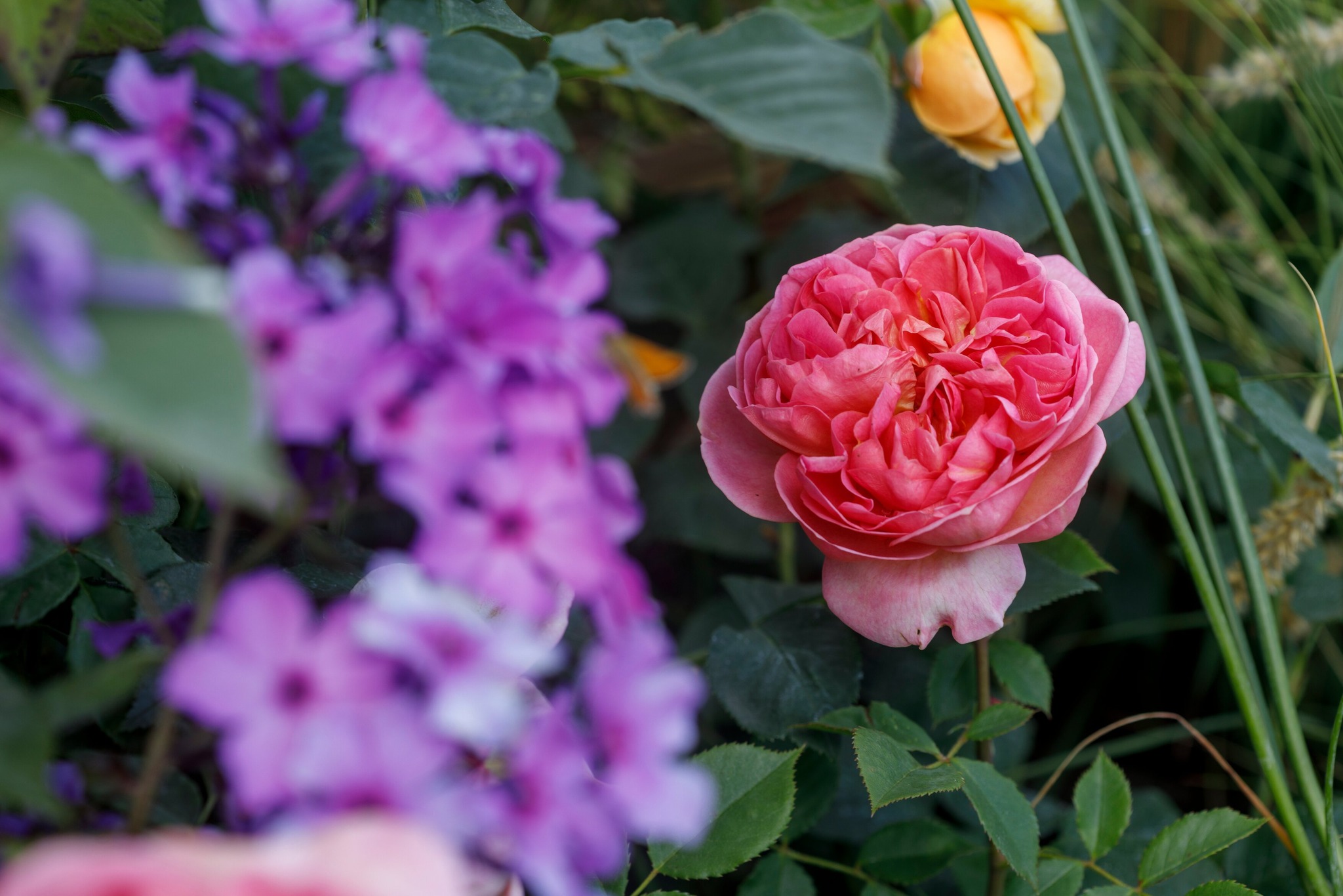 #RHSHamptonCourt is... - RHS - Royal Horticultural Society