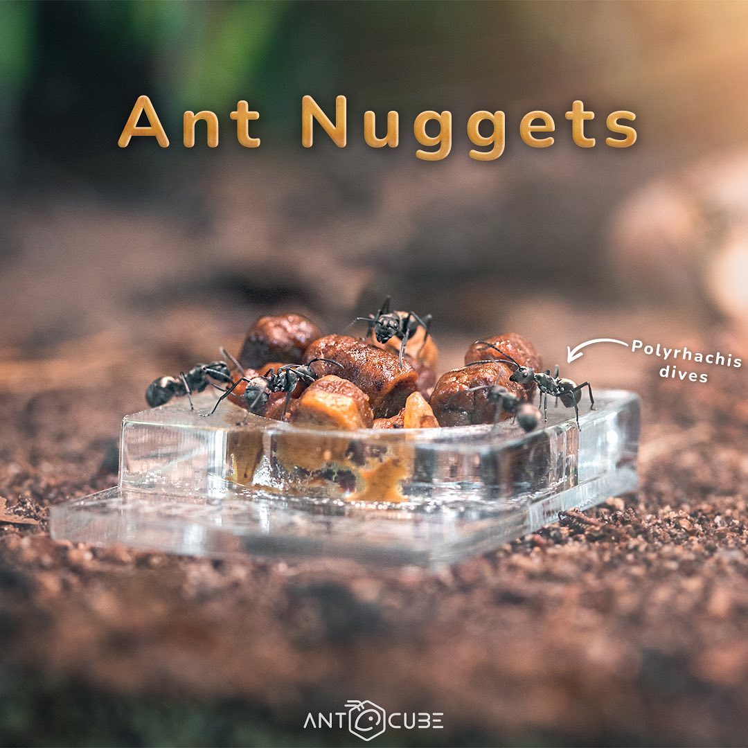 Our Ant Nuggets are a pure... - ANTSTORE World of Ants | Facebook