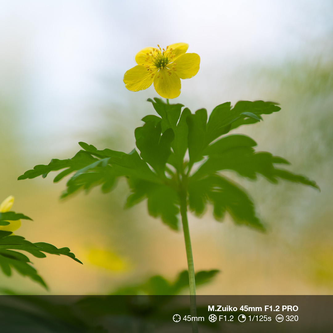 Polyphoto - OM System added a new... - Polyphoto - OM System