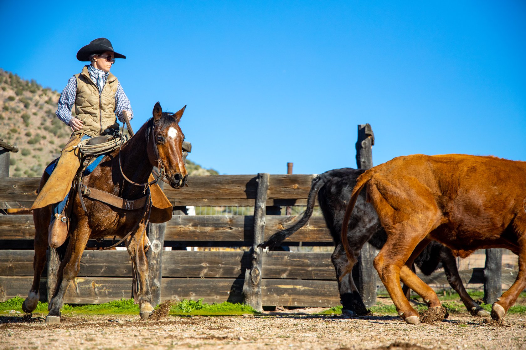 Arizona Beef - HOW DO RANCHERS KEEP CATTLE HEALTHY?... | Facebook