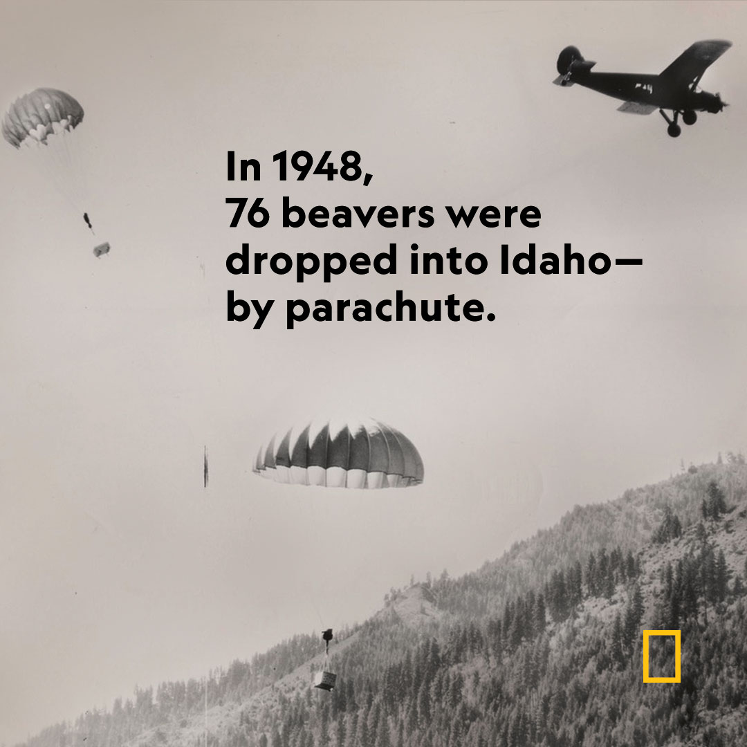 National Geographic - The traditional way of relocating “nuisance ...