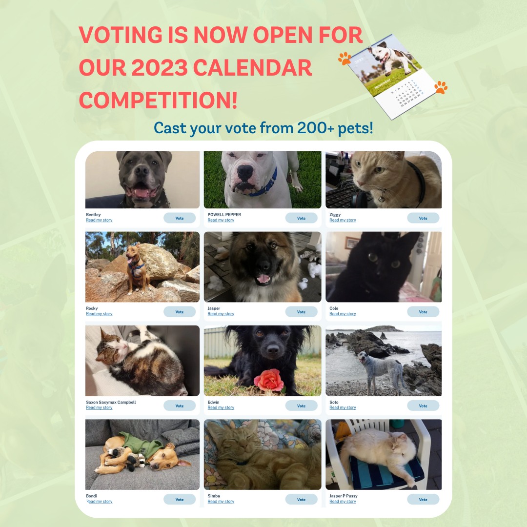 🚨 VOTING FOR OUR 2023 CALENDAR... - Animal Welfare League SA | Facebook