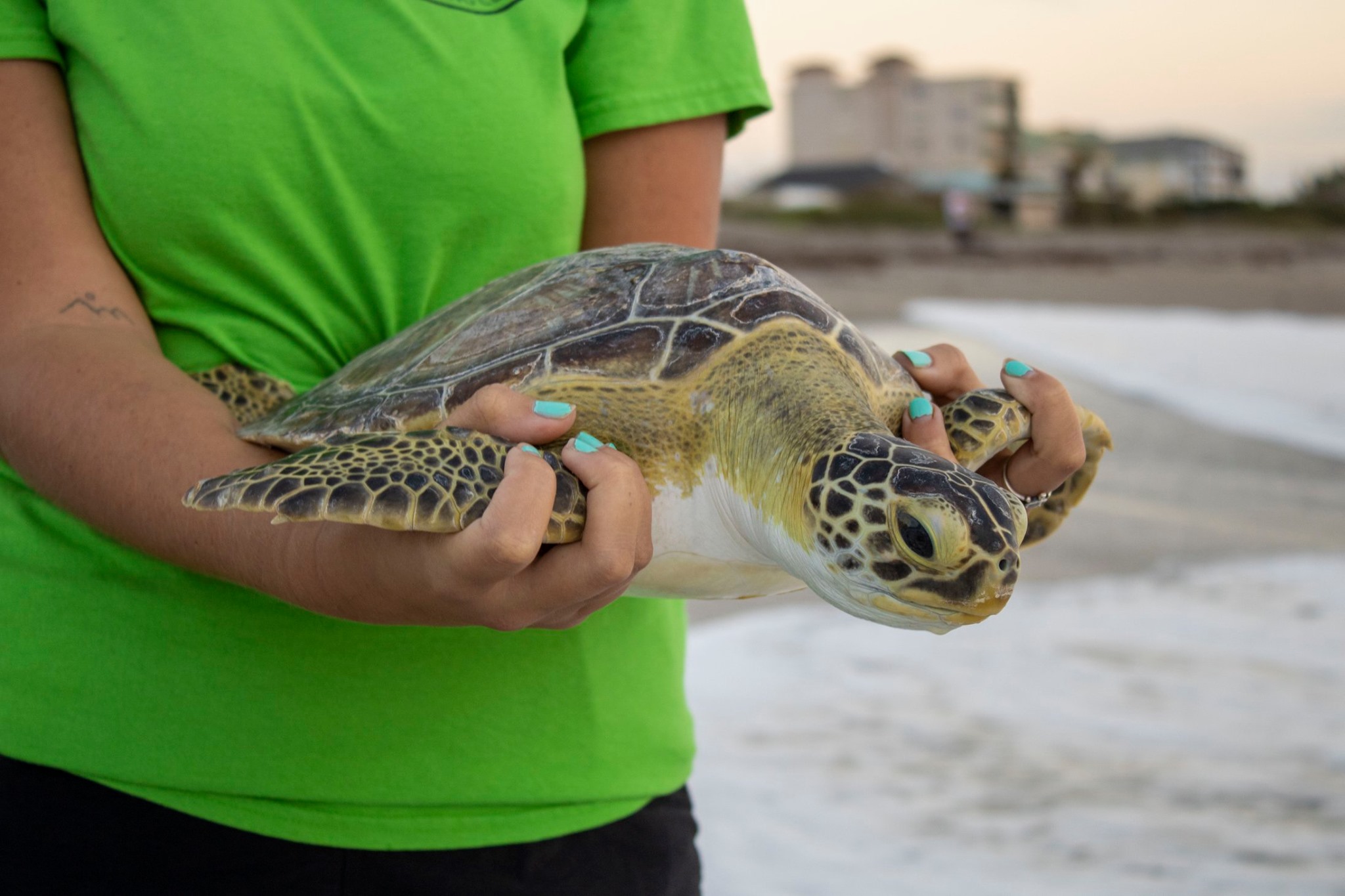 Brevard Zoo - Green sea turtle Suffrage was released in...