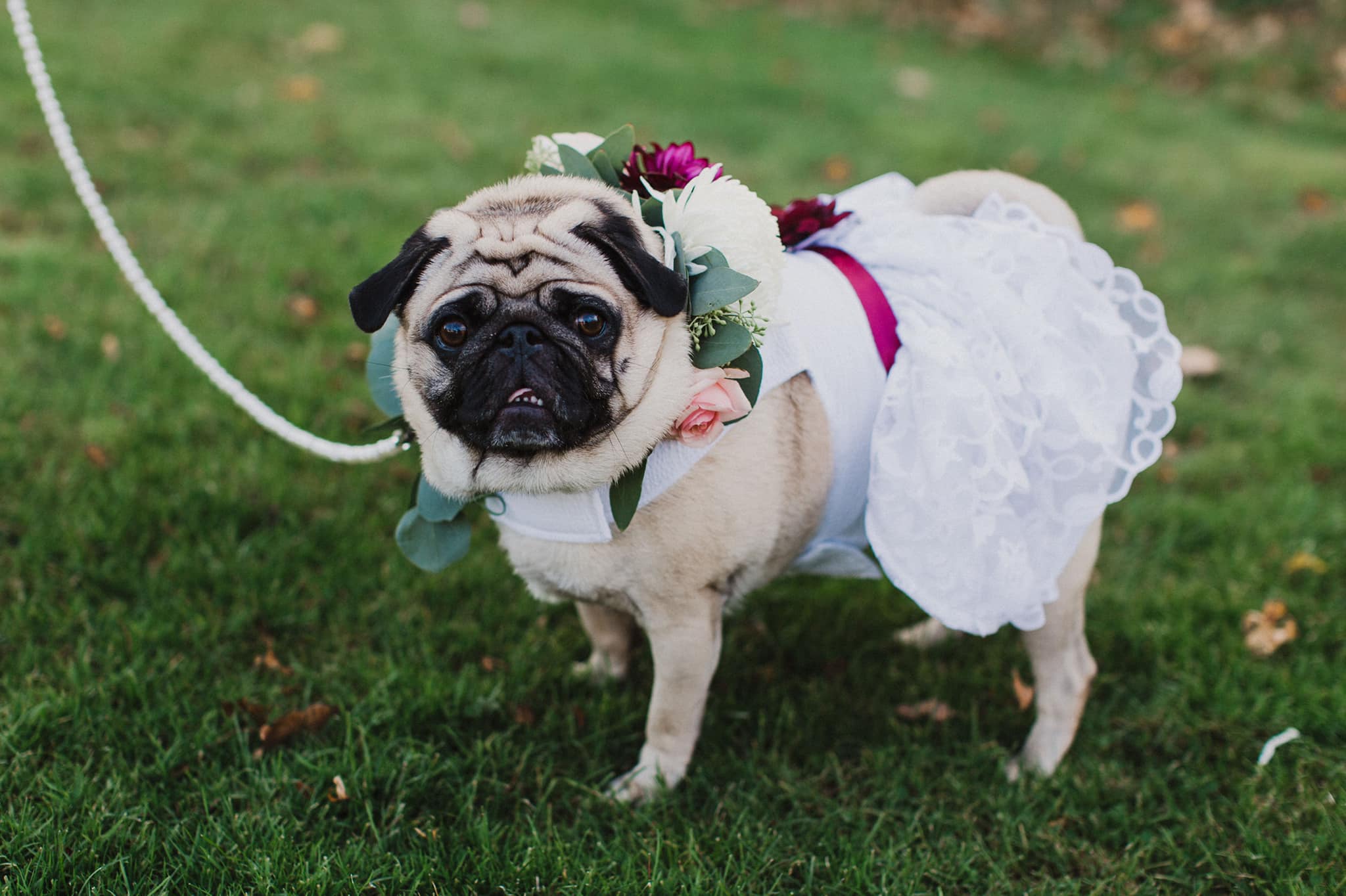 pug bridesmaid dress flower girl Lyla's custom and accessories Size:US 8 / EU 38 / UK 6 and for many of variant available: UK 12 How to Style a