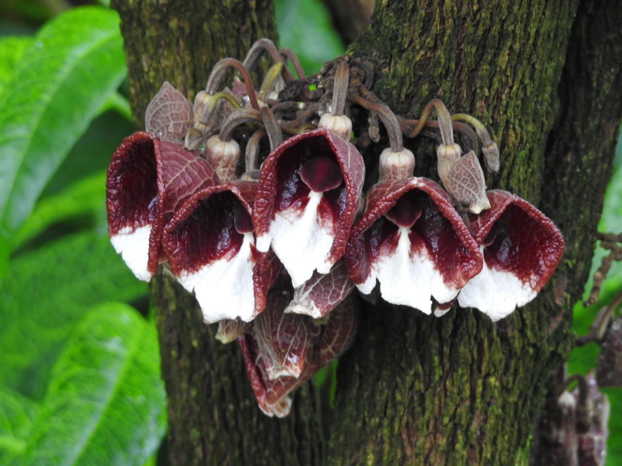 Today on #WorldRainforestDay,... - Missouri Botanical Garden