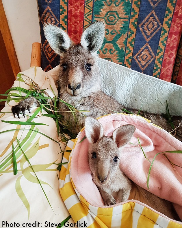 World - Your donations have been vital in helping Australia recover ...