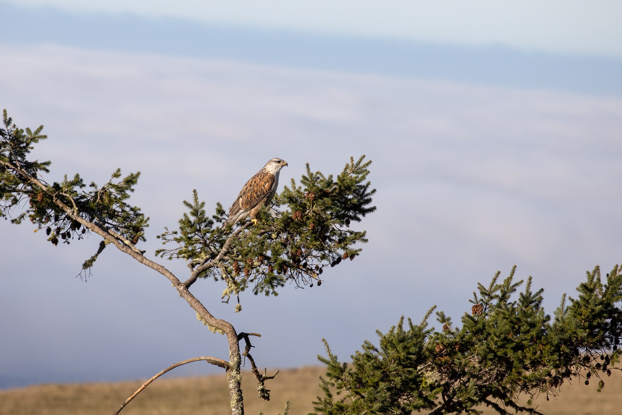 The fall raptor migration has begun... - Sonoma Land Trust