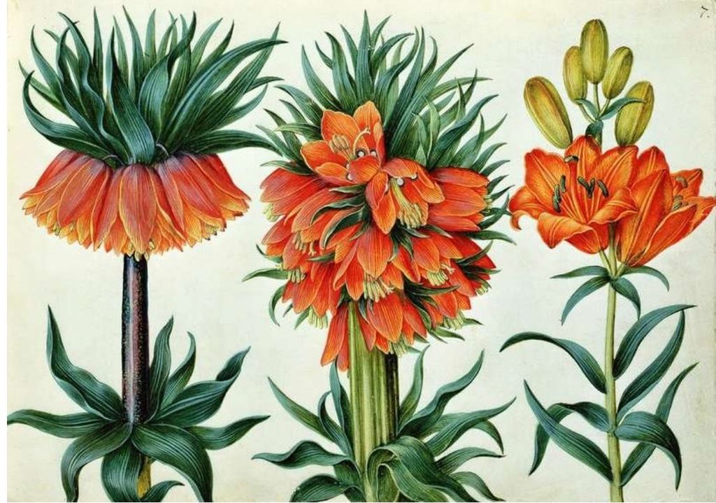 Spring is upon us 🌸 Do you love vintage botanical art as much as