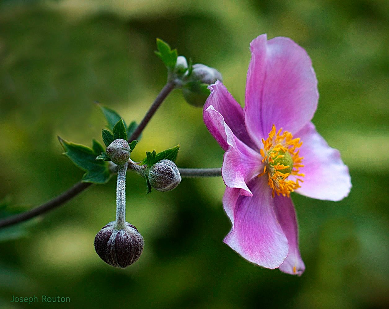 One of my flower photos taken with my Z5 with the Z24-200mm.