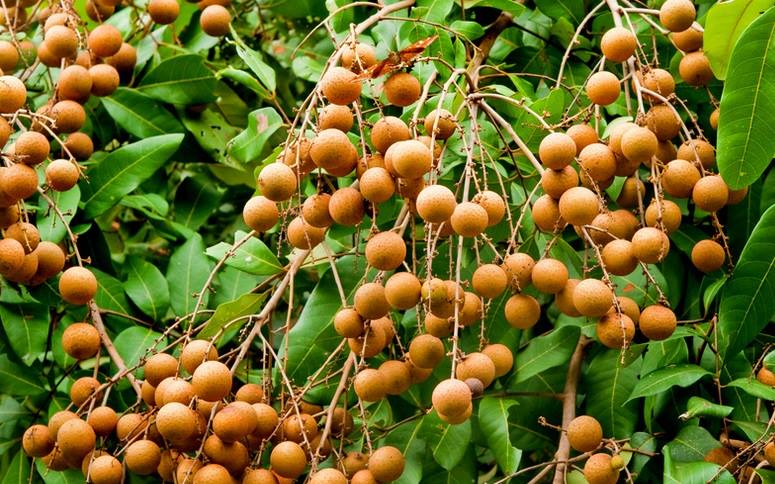 ♥ ♥ ♥ Le Longan ♥ ♥ ♥ Le longane, ou... - La Baie Du Dragon | Facebook