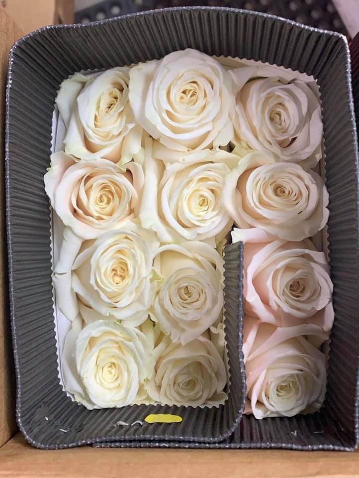 Rio Roses - Our Beautiful Playa Blanca and Free Spirit...