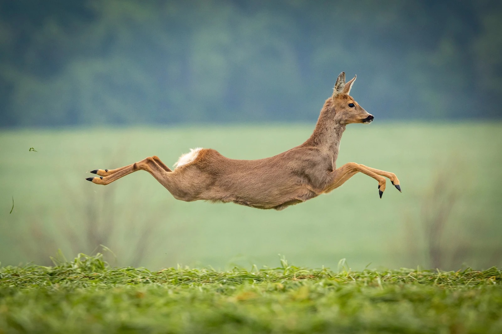 FLYING DEER Photo in... - Frans de Waal - Public Page