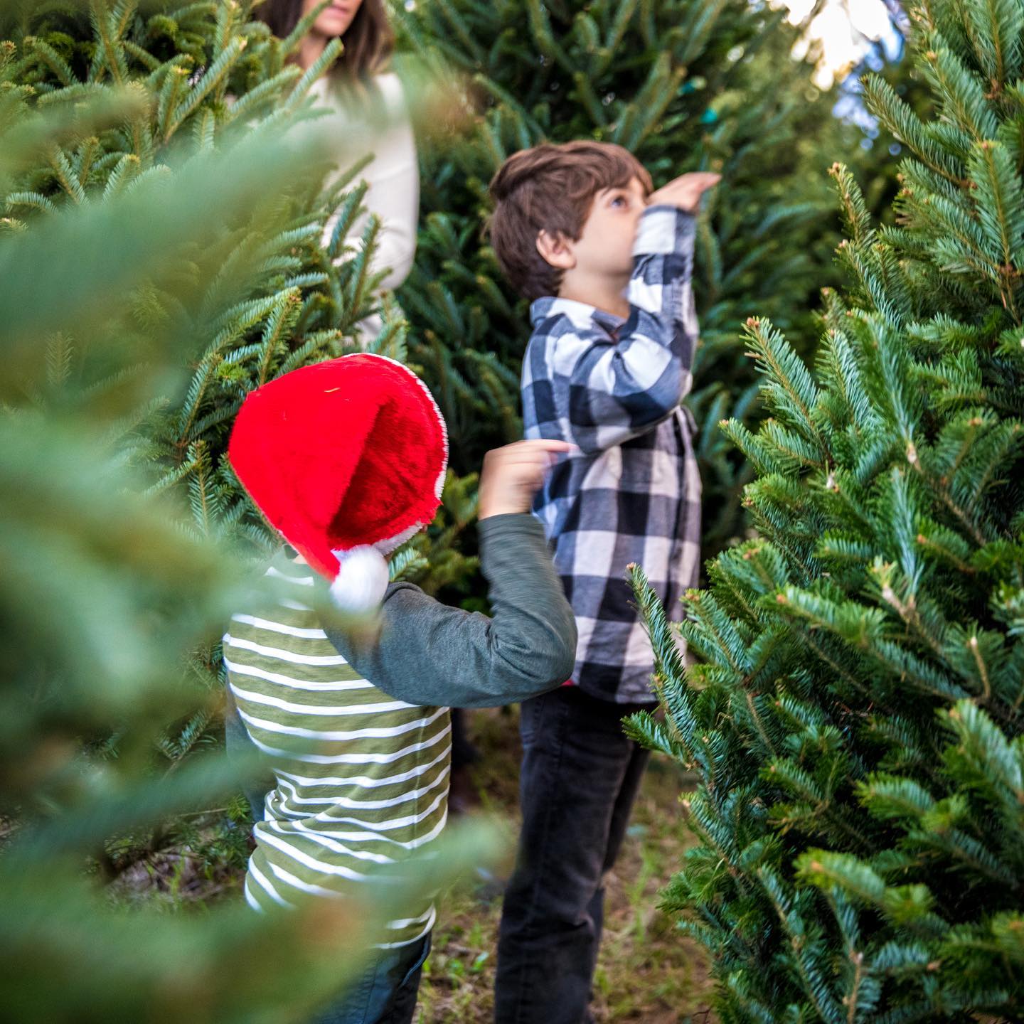 🎄 Magic is in the air! ... - Severts Christmas Tree Farm | Facebook