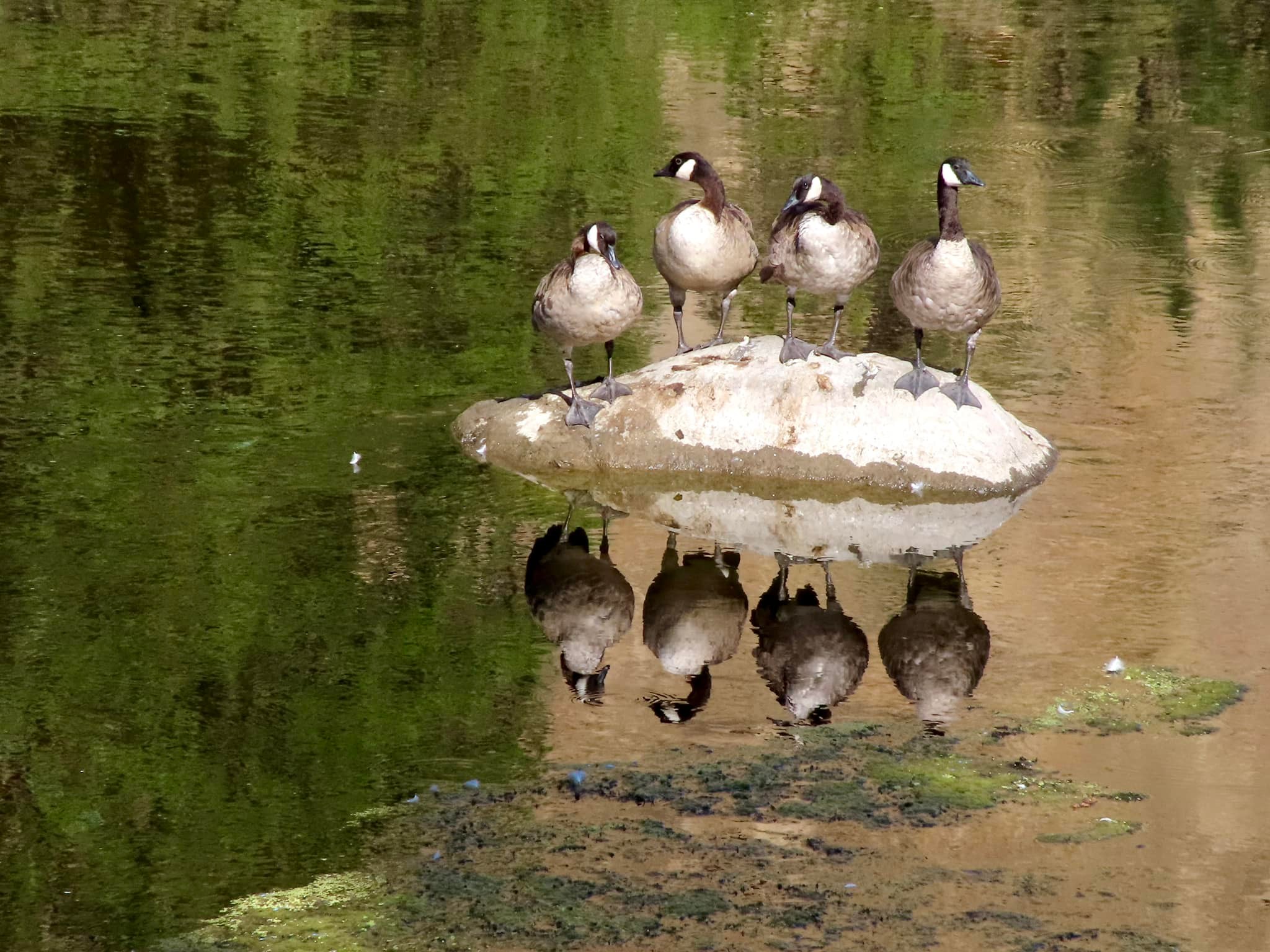 SmithRock.com - The geese were so excited about their... | Facebook