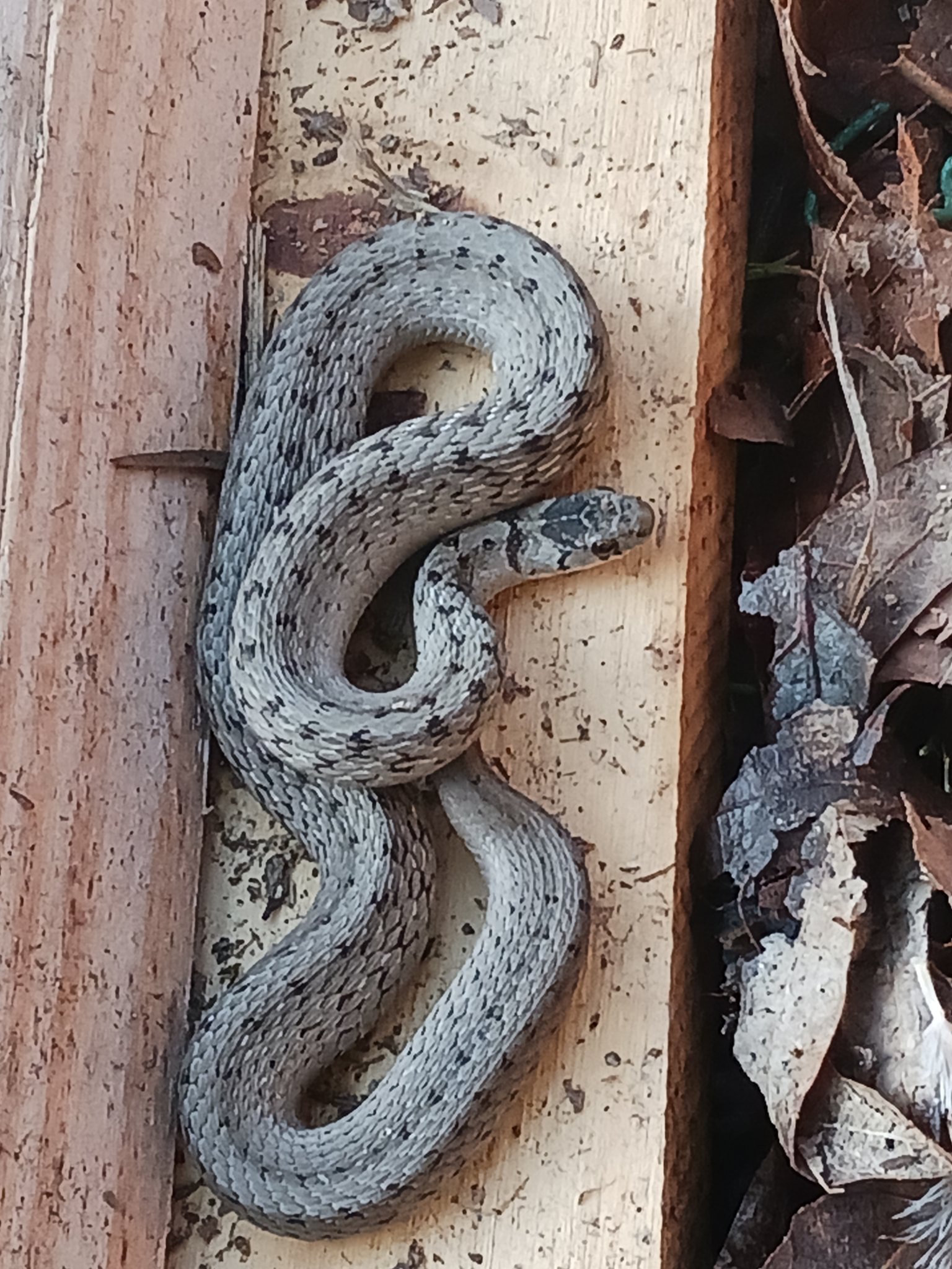 Hatchling Snakes Missouri