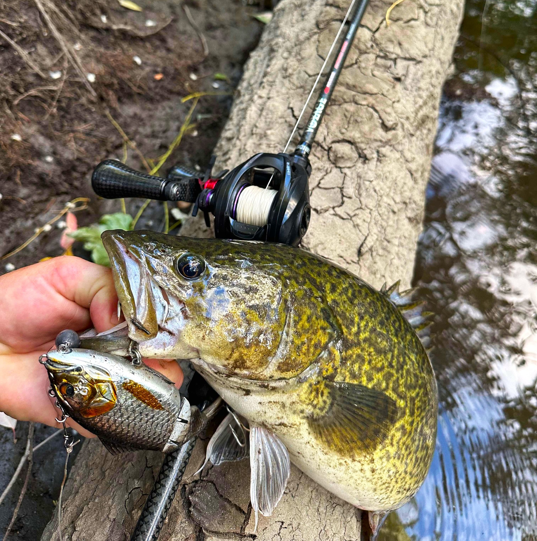 bone fishing lures Jigging World The Rattle Stickbaits- 165H Black Purple or through Bone isn't limited to only
