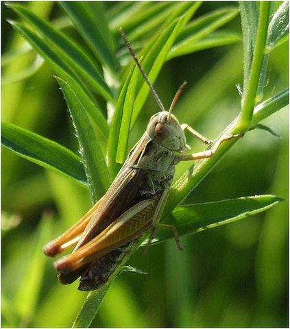 Irish - SPECIES OF THE WEEK Common Green Grasshopper Omocestus ...