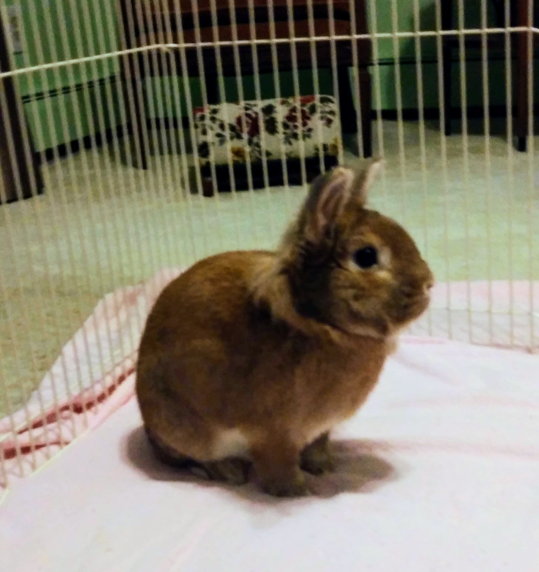 Meet Herbie! Here's... - Minnesota Companion Rabbit Society | Facebook