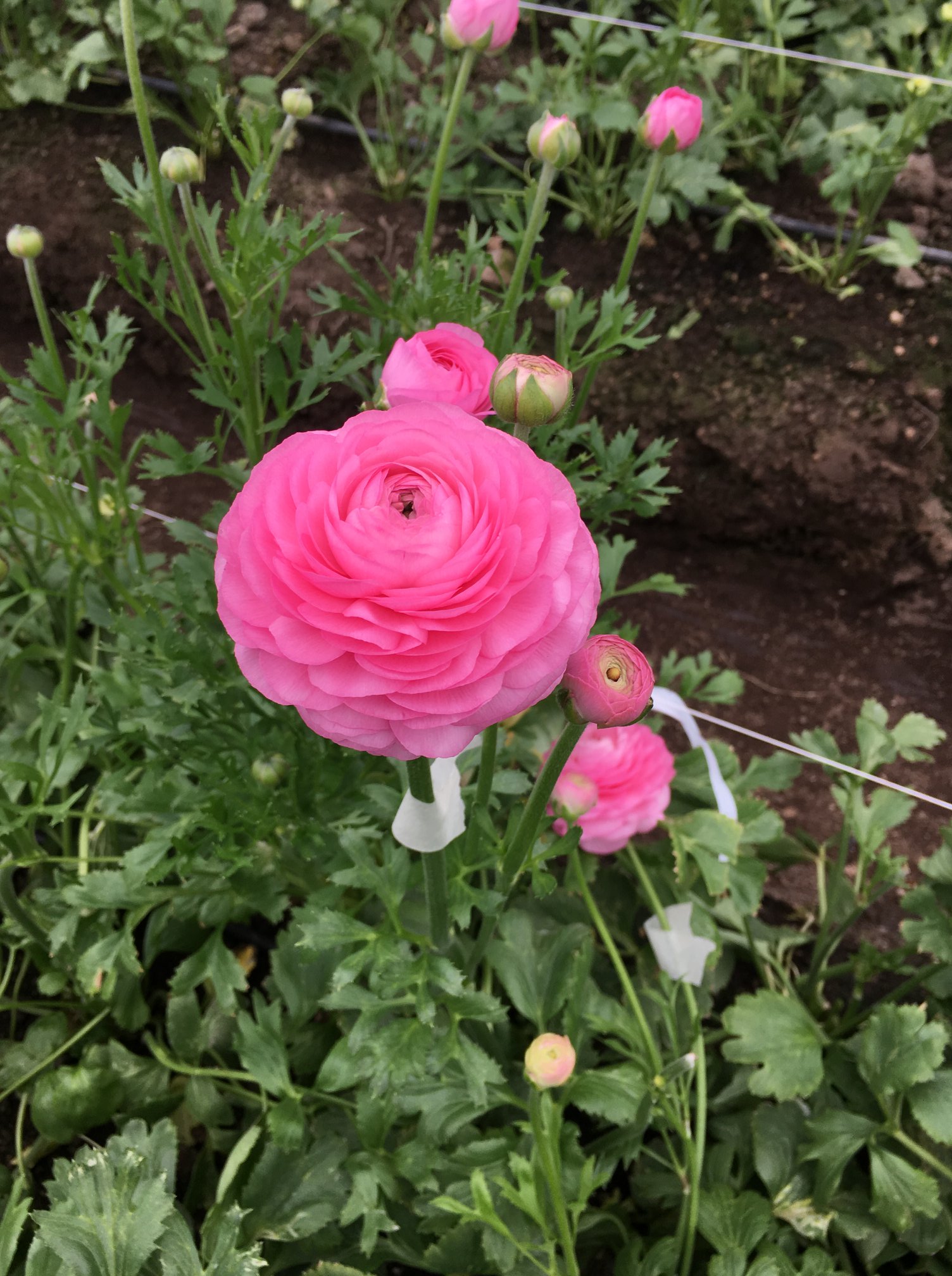 Rio Roses - Our Rio Pink, Orange, and Yellow Ranunculus... | Facebook