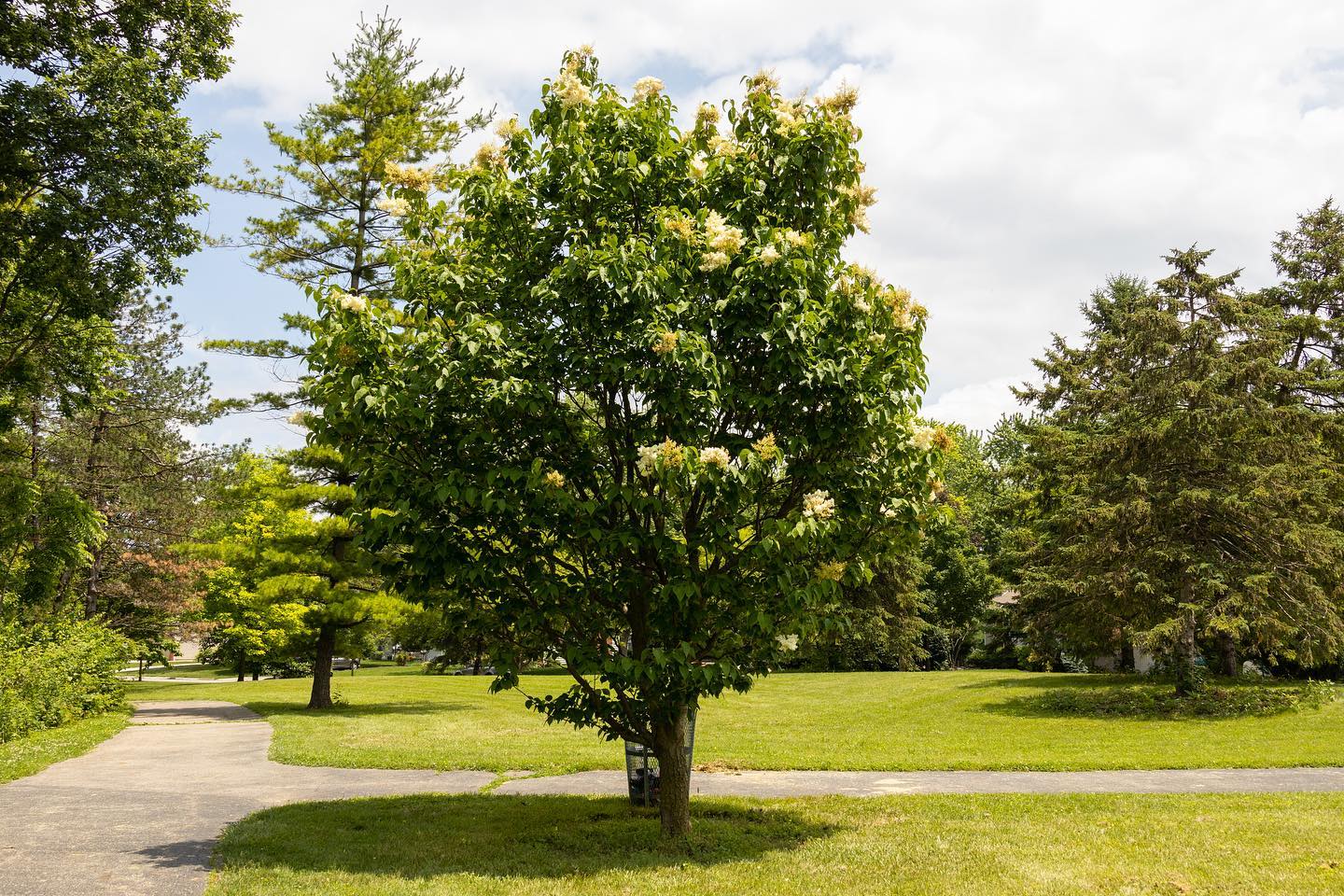 Japanese tree lilac! (Syringa... - Russell Tree Experts | Facebook