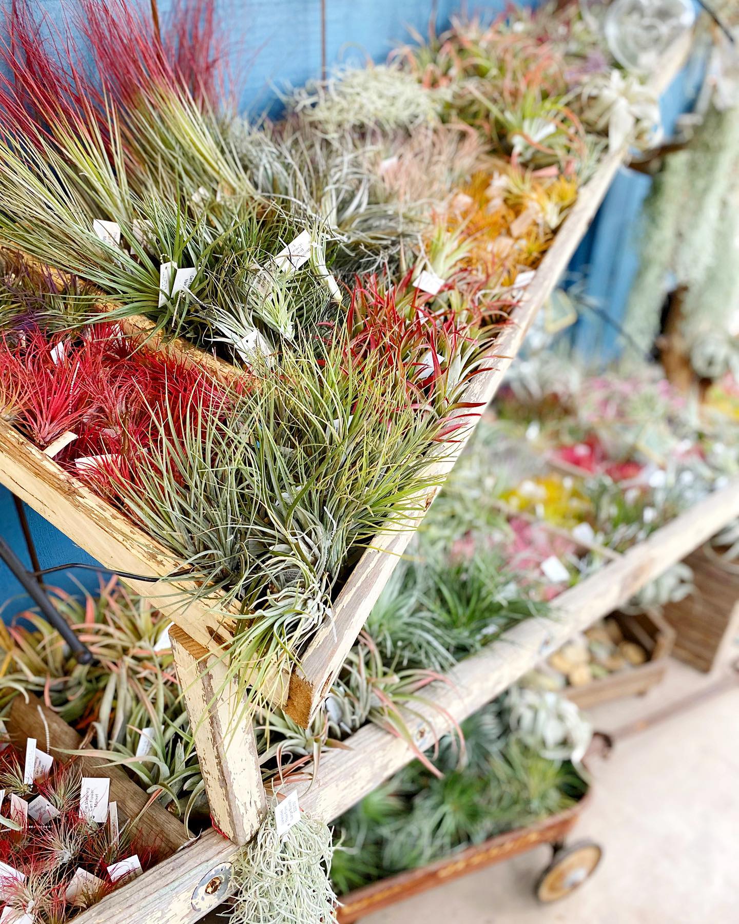 Our Air plant section has... - The Watering Can Flower Market | Facebook