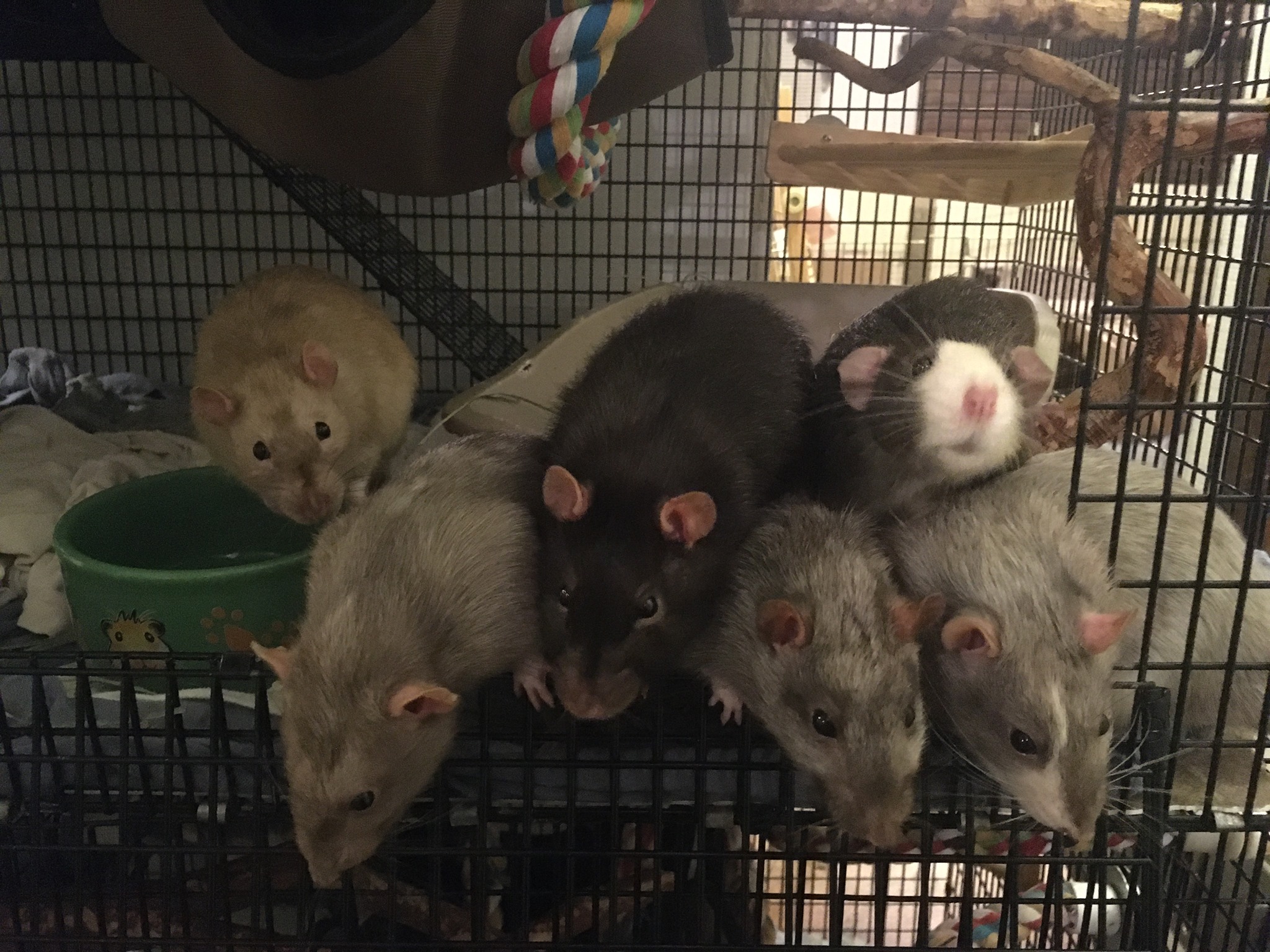 Here are some of our... - West Michigan Critter Haven