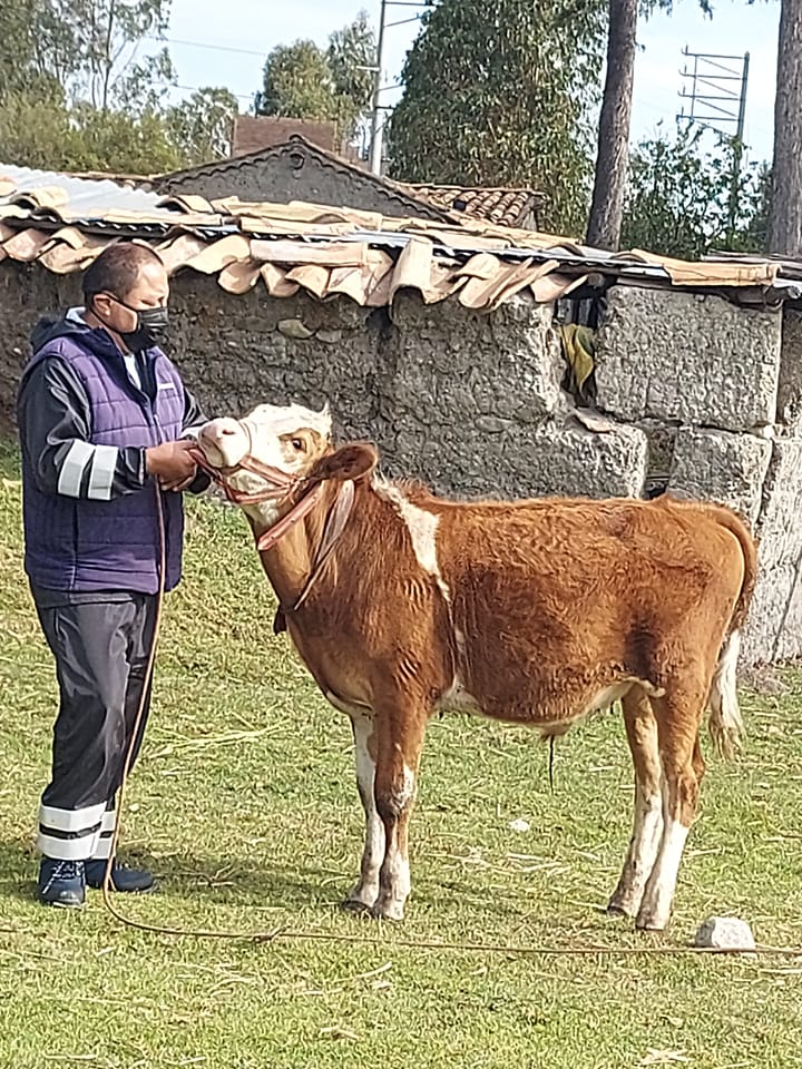 Venta de Ganado Perú | Ofrecemos ganado ovino de RAZA JUNÍN, para ...