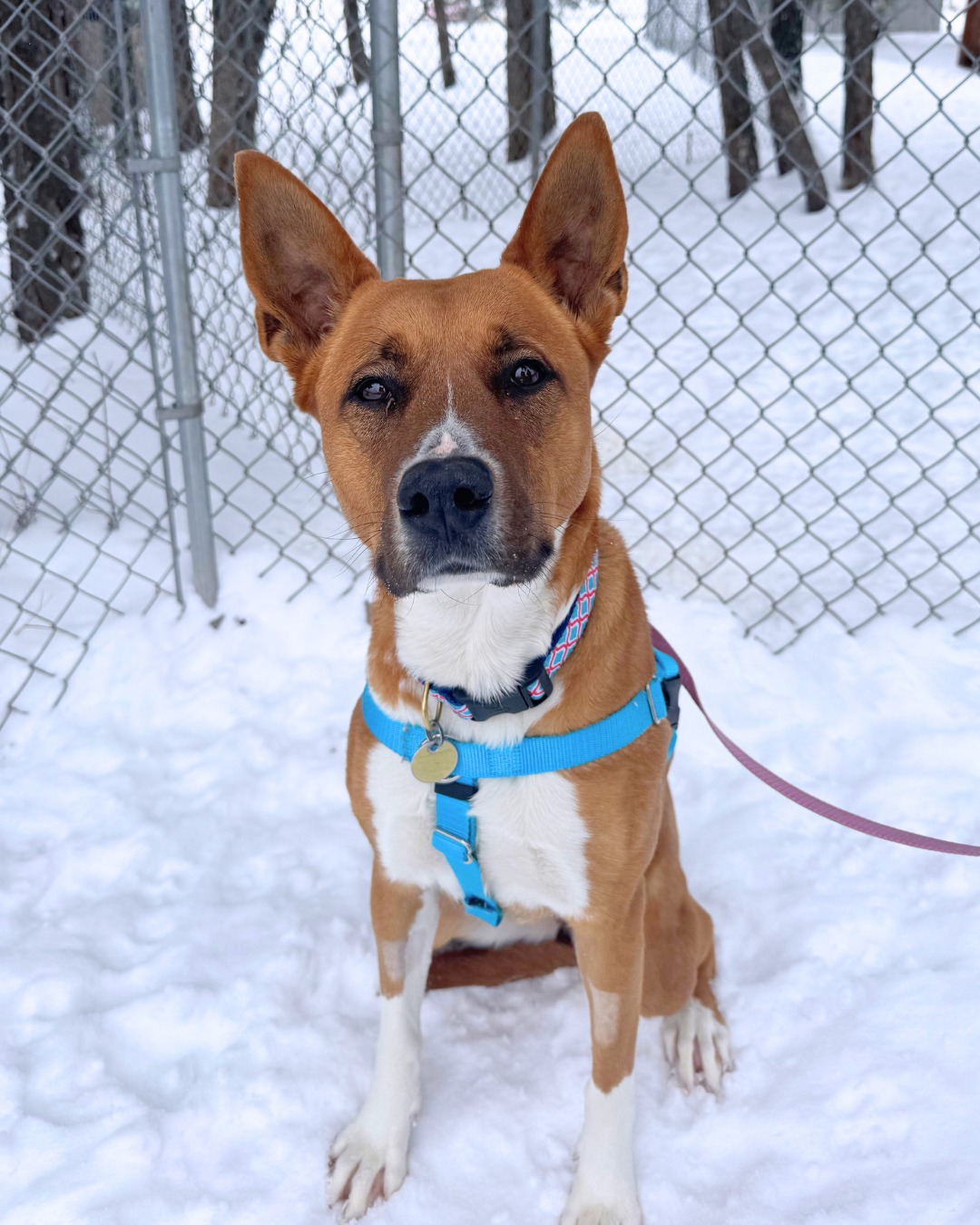 Meet Red! This... - The Humane Society of Western Montana