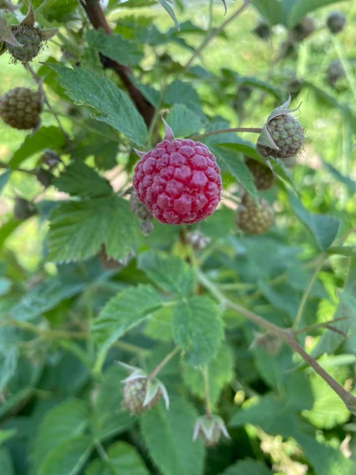 Our first raspberries! And, sorry to... - Ellis Family Farm | Facebook