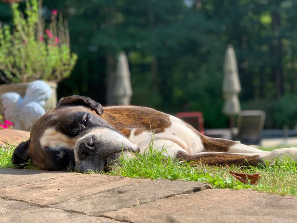 Atlanta Boxer Rescue - Home