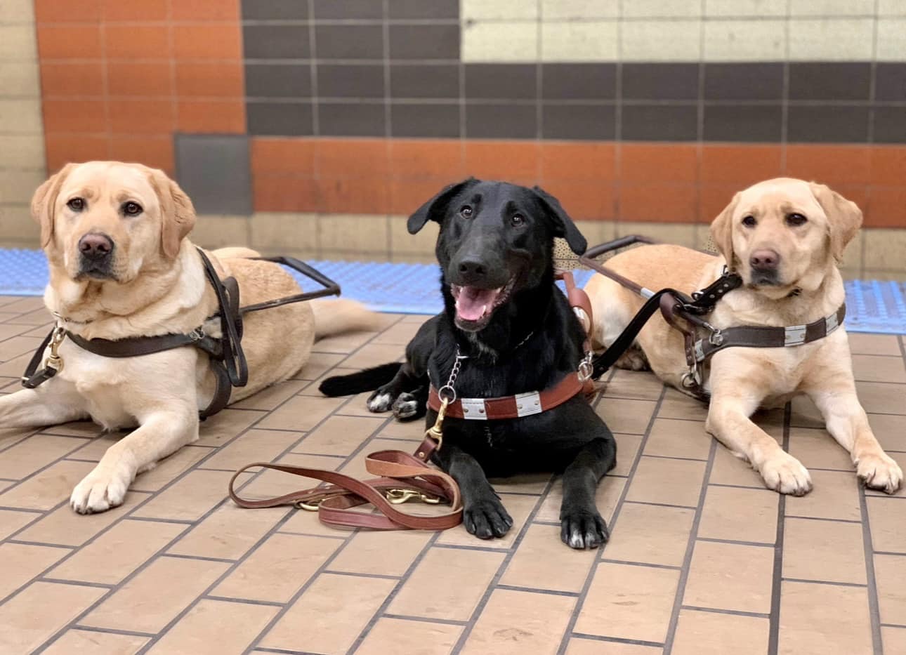You can still make an impact in the... - Freedom Guide Dogs | Facebook