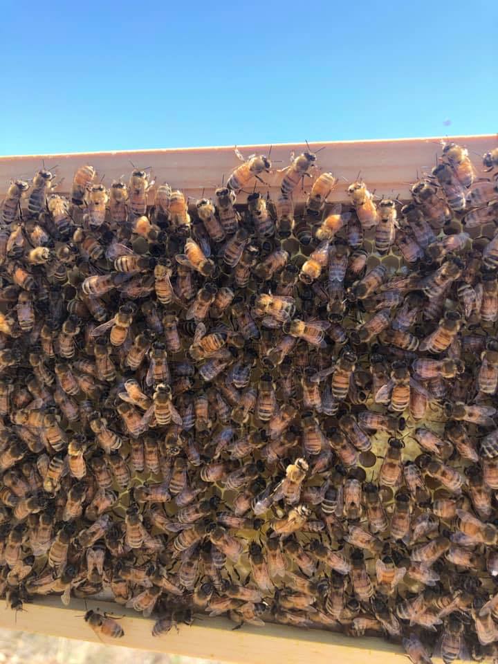 VIB HiveMind | Facebook